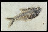 Fossil Fish (Diplomystus) - Green River Formation #129561-1